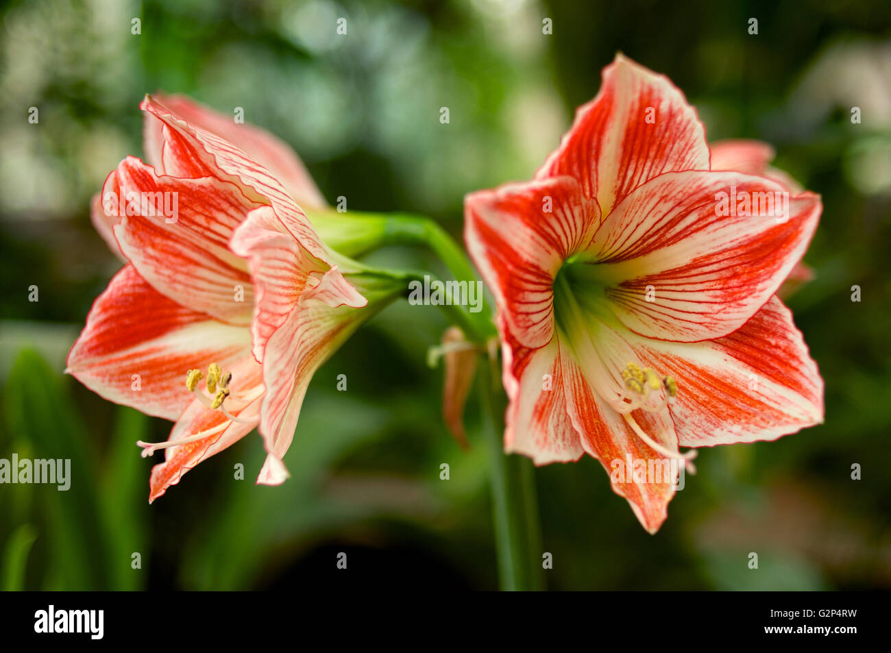 Gestreifte Hippeastrum Orange und weiß hautnah Stockfoto