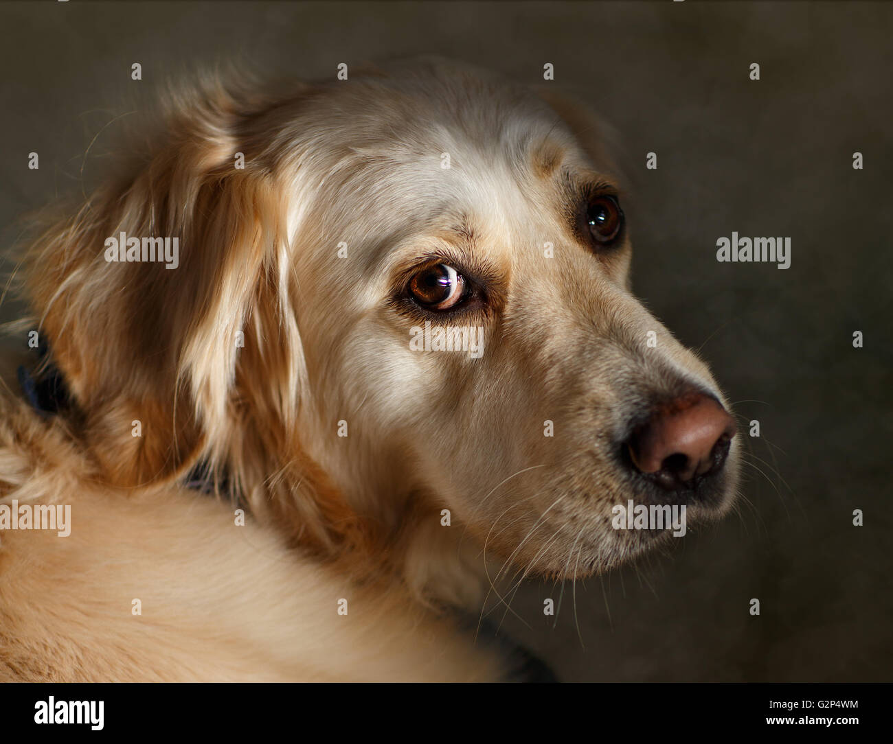 Studio-Porträt von einem schönen Golden Retriever Hund Stockfoto