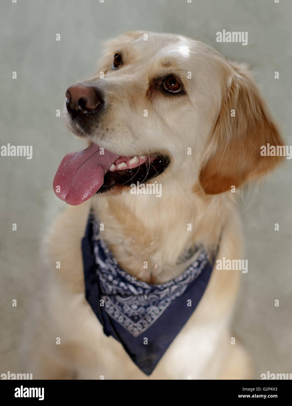 Studio-Porträt von einem schönen Golden Retriever Hund Stockfoto