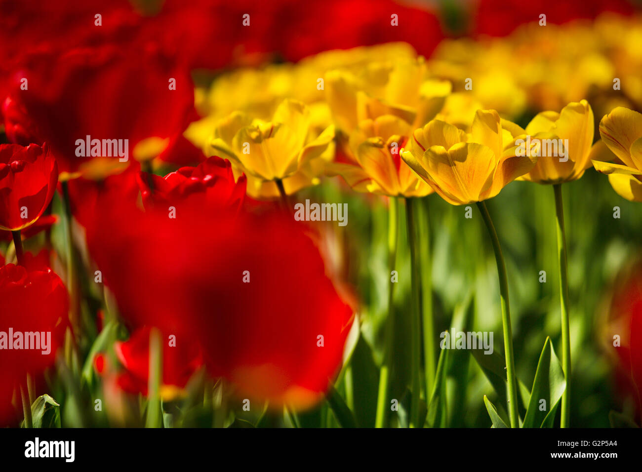 Blumenbett hell lebhaft rote und gelbe Tulpen im Frühling Stockfoto