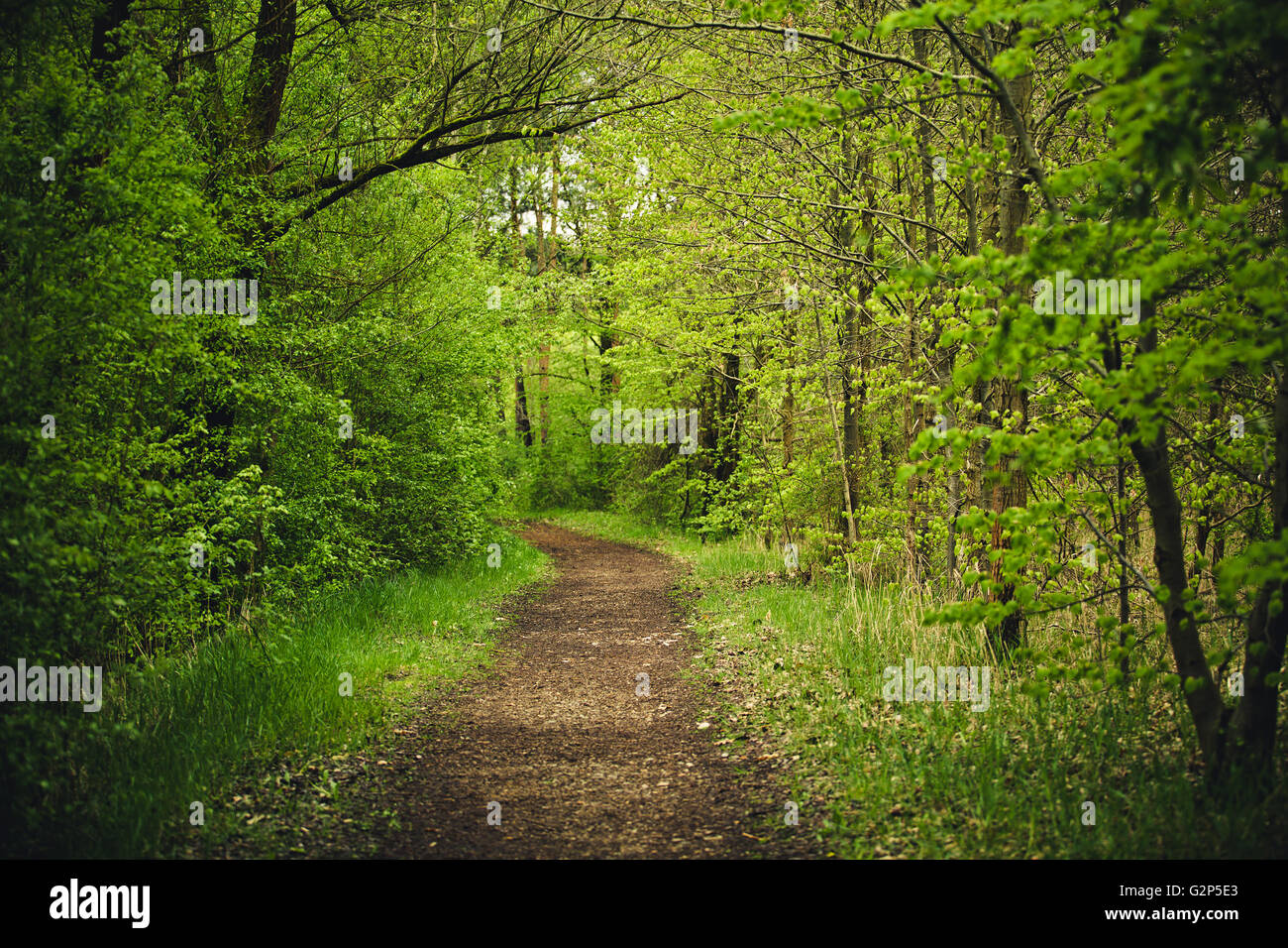 Wanderweg durch den grünen Wald im Frühjahr Stockfoto
