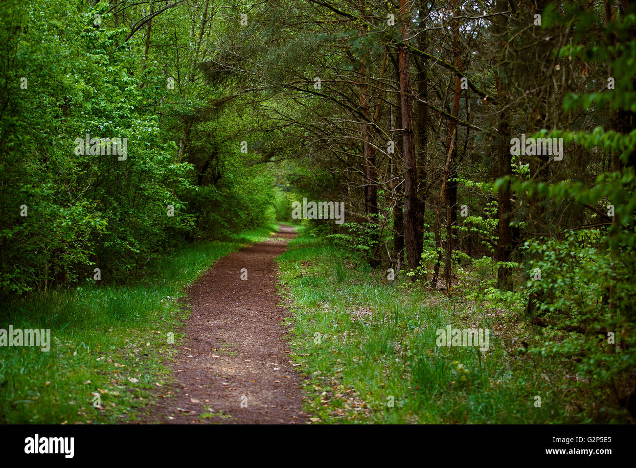 Wanderweg durch den grünen Wald im Frühjahr Stockfoto