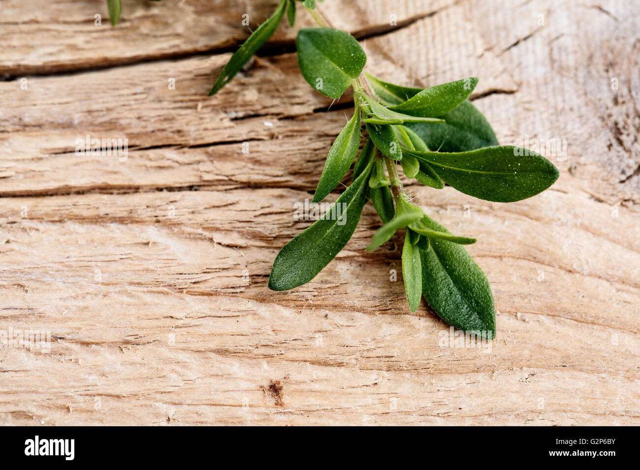 Einzelnen Zweig frischer Thymian auf Holzbrett Stockfoto