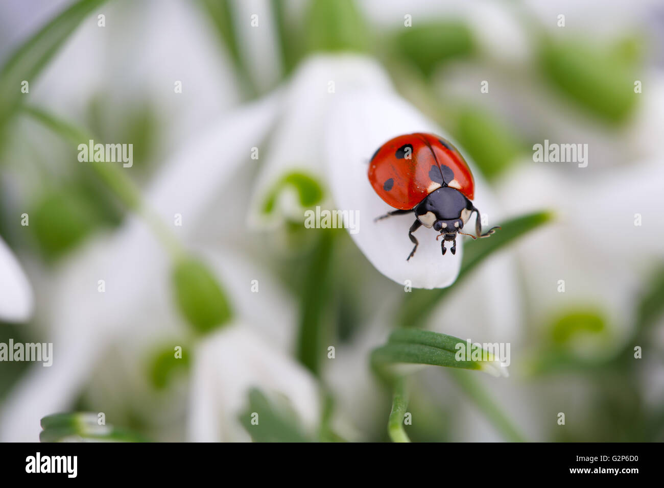 Nahaufnahme des Europäischen sieben-Punkt-Marienkäfer auf Schneeglöckchen Blume Stockfoto