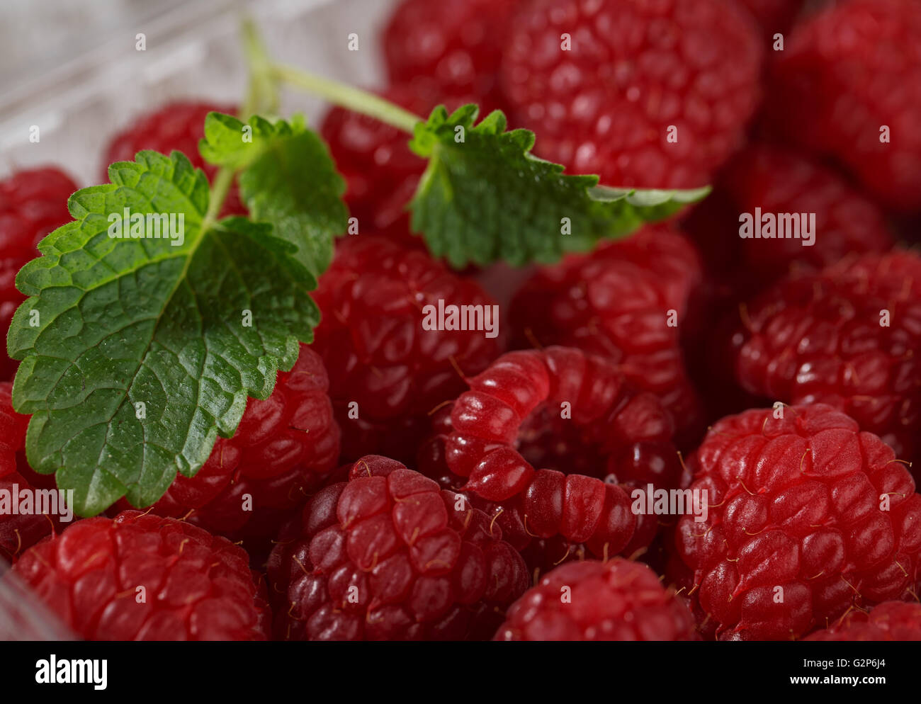 Haufen von frische reife rote Himbeeren aus dem Garten Stockfoto