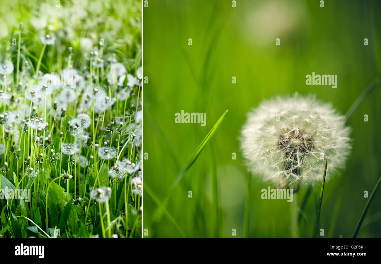 Leuchtend grüne Wiese mit Löwenzahn Blowballs im Sommer Stockfoto