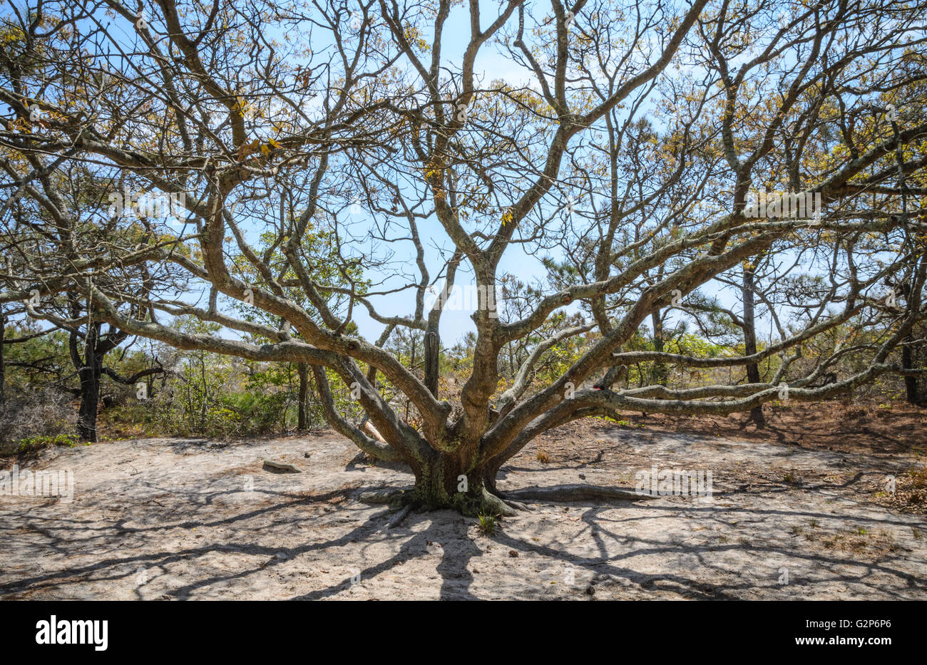 Assateague Island Stockfoto