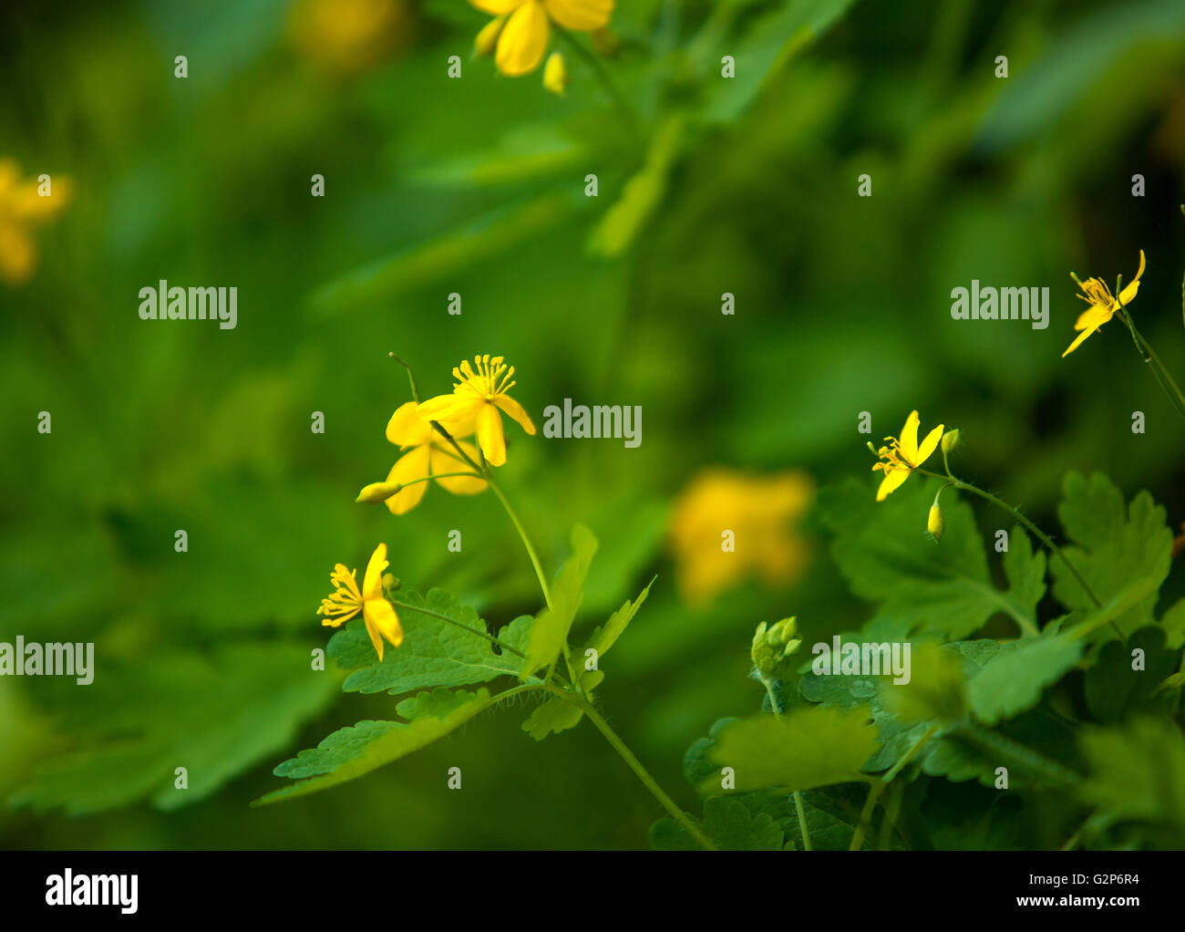 Leuchtend gelbe Butterblume Blumen im Frühling Stockfoto
