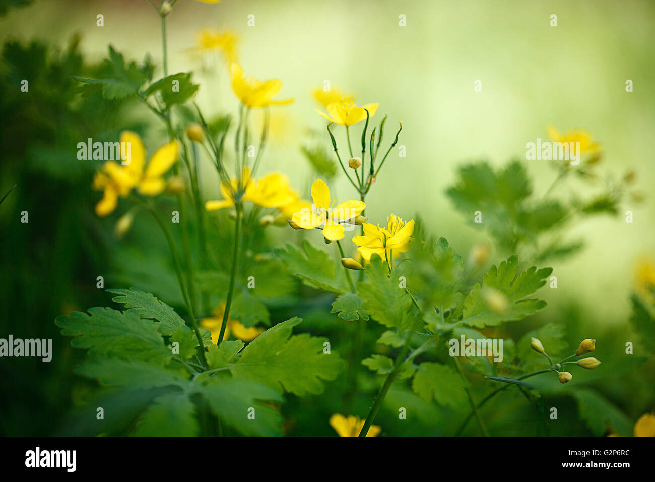 Leuchtend gelbe Butterblume Blumen im Frühling Stockfoto