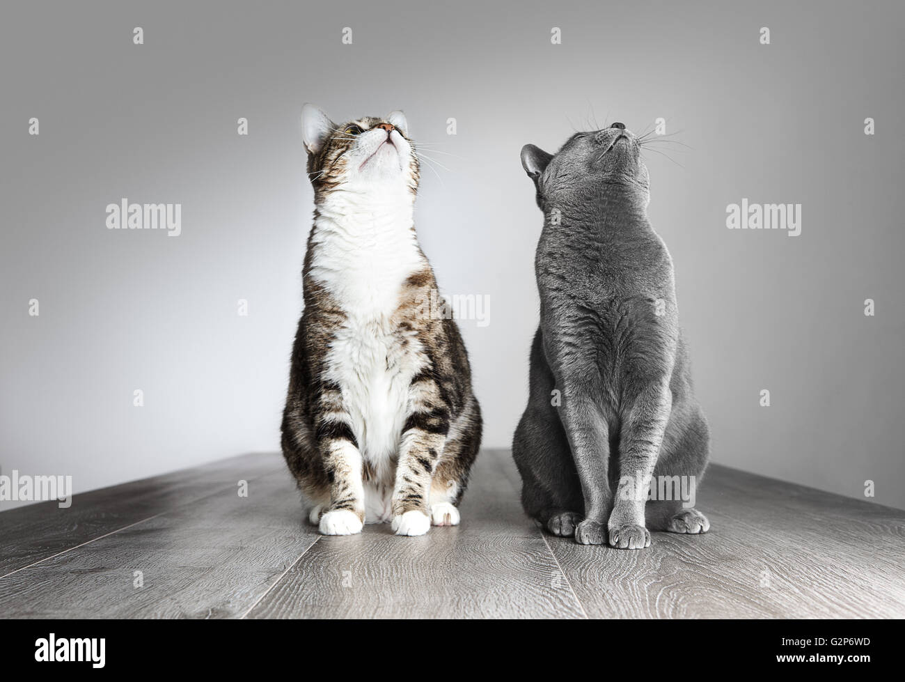 Zwei neugierige Katzen, die auf der Suche nach Objekt über ihren Köpfen Stockfoto