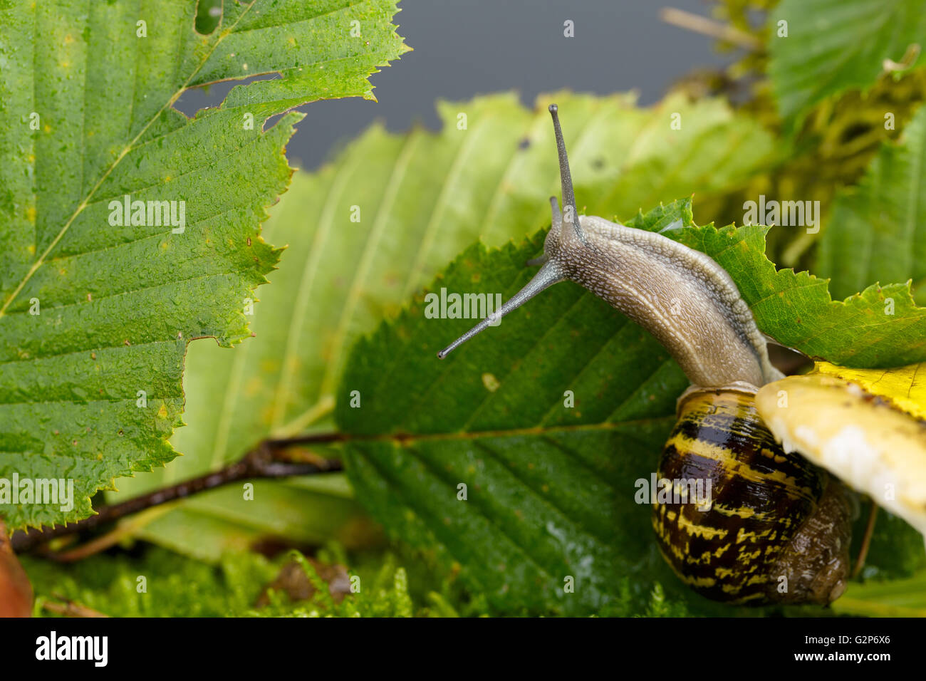 Im Herbst unter dem Motto Bild mit Schnecke auf Pilz Wald mit Blättern und Moos Stockfoto