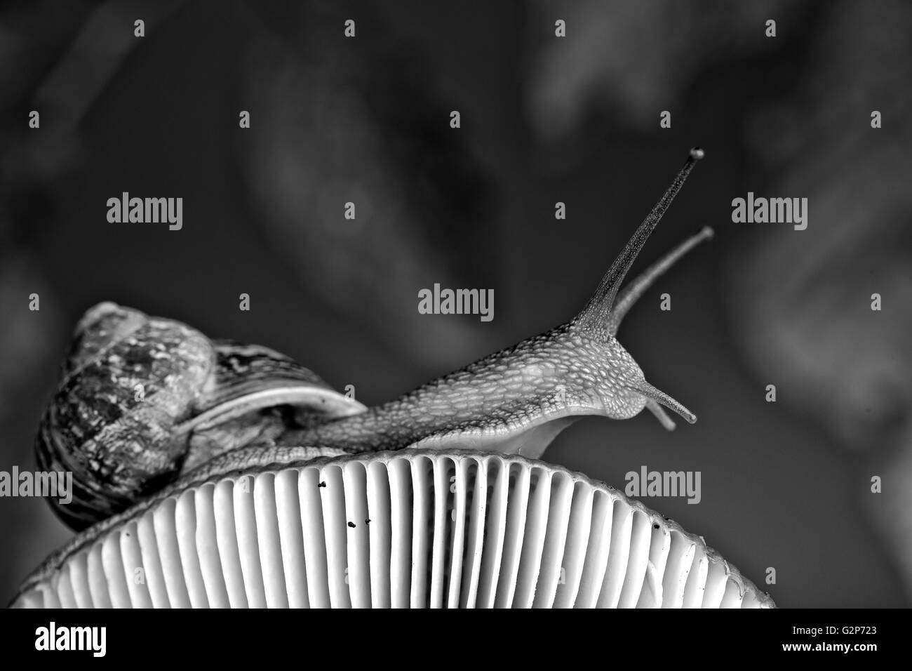 Im Herbst unter dem Motto Bild mit Schnecke auf Pilz Wald mit Blättern und Moos Stockfoto