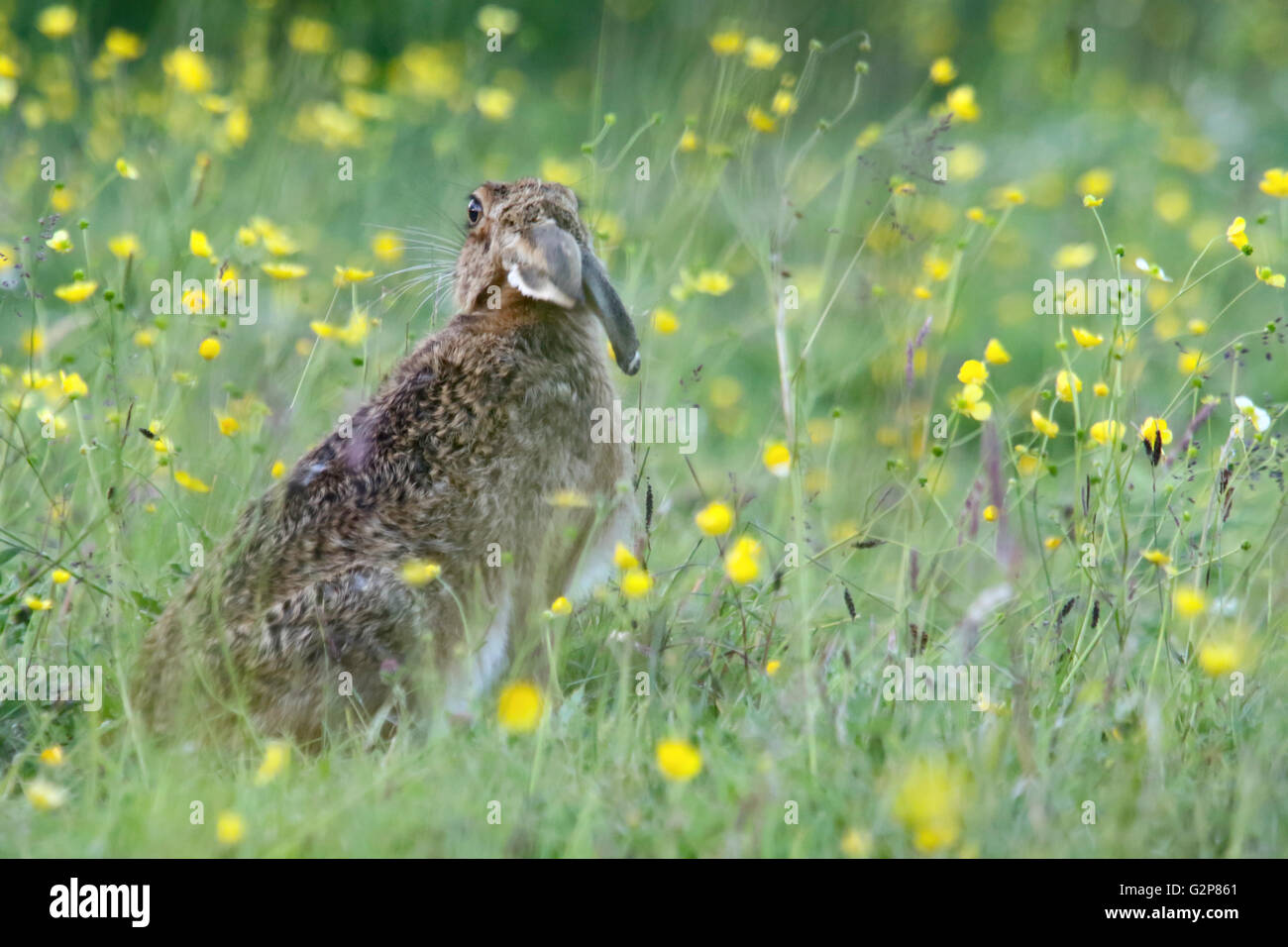 European Brown Hare "Lepus Europaeus" Weiden auf einer Wiese, England, UK Stockfoto