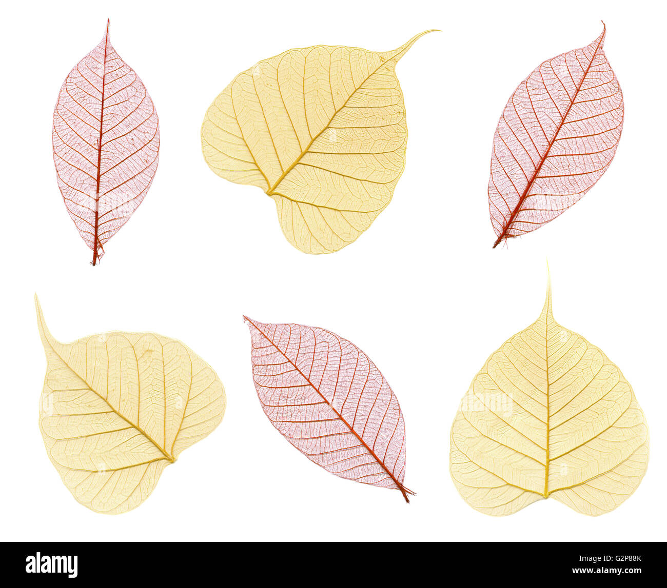 Sechs Skelette von Herbstlaub in braun und Beige isoliert auf weiss Stockfoto