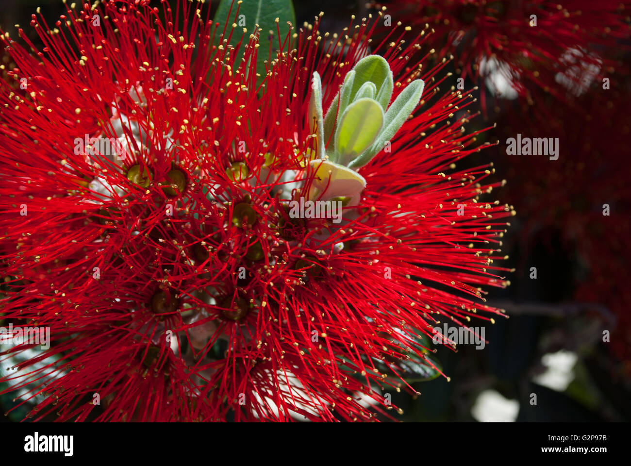 Pohutukawa Baum Blumen Stockfoto