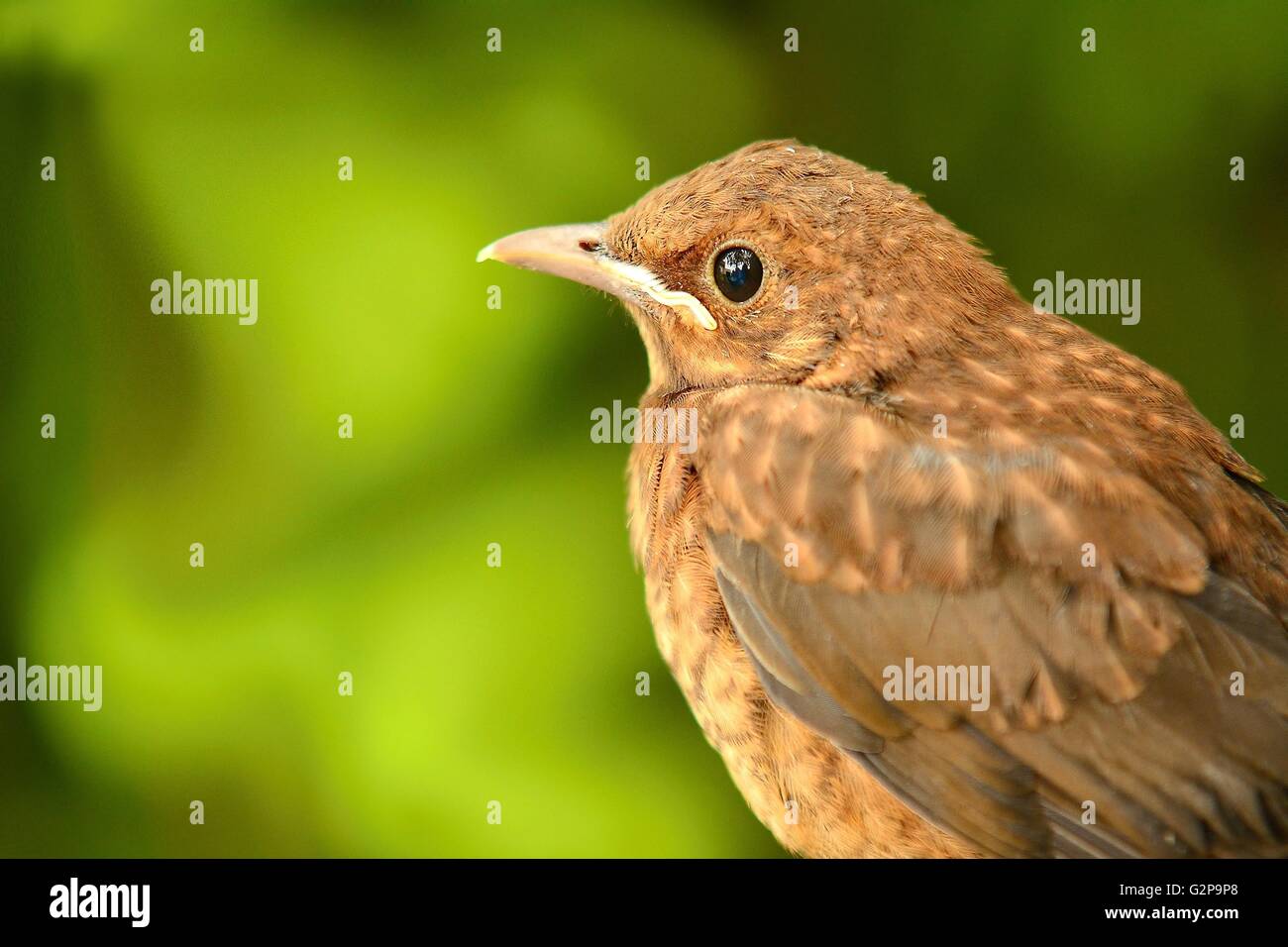 Closeup Portrait braune Drossel (Turdus Philomelos) Jungvogel auf grünem Hintergrund. Porträt von Soor. Braun Soor auf grün n Stockfoto