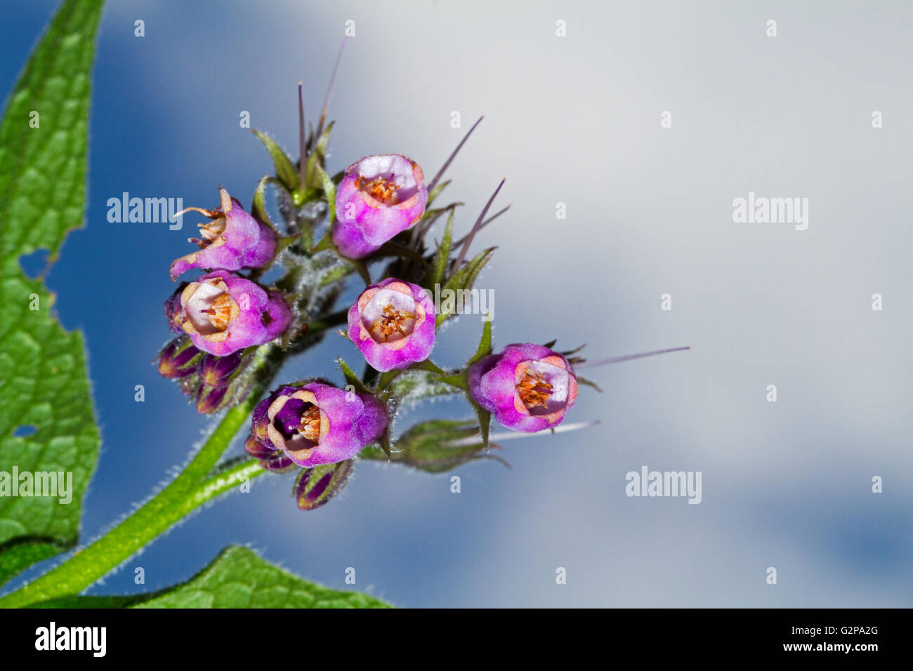 Lila Blüten der Beinwell (Symphytum Officinale) Stockfoto
