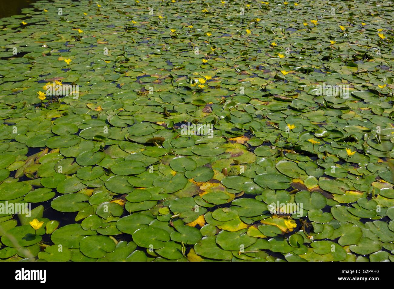 Seerose - gelbe schwebende Herz - Wasser Fringe (Nymphoides Peltata - Villarsia Nymphe.) gesäumt schwimmend auf einem Teich im Sommer Stockfoto