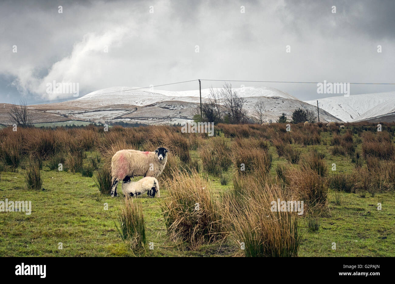 Frühling Lamm säugende Schafe mit Schnee im April über die Yorkshire Dales National Park aus gesehen in der Nähe von Newbiggin am Lune, Cumbria Stockfoto