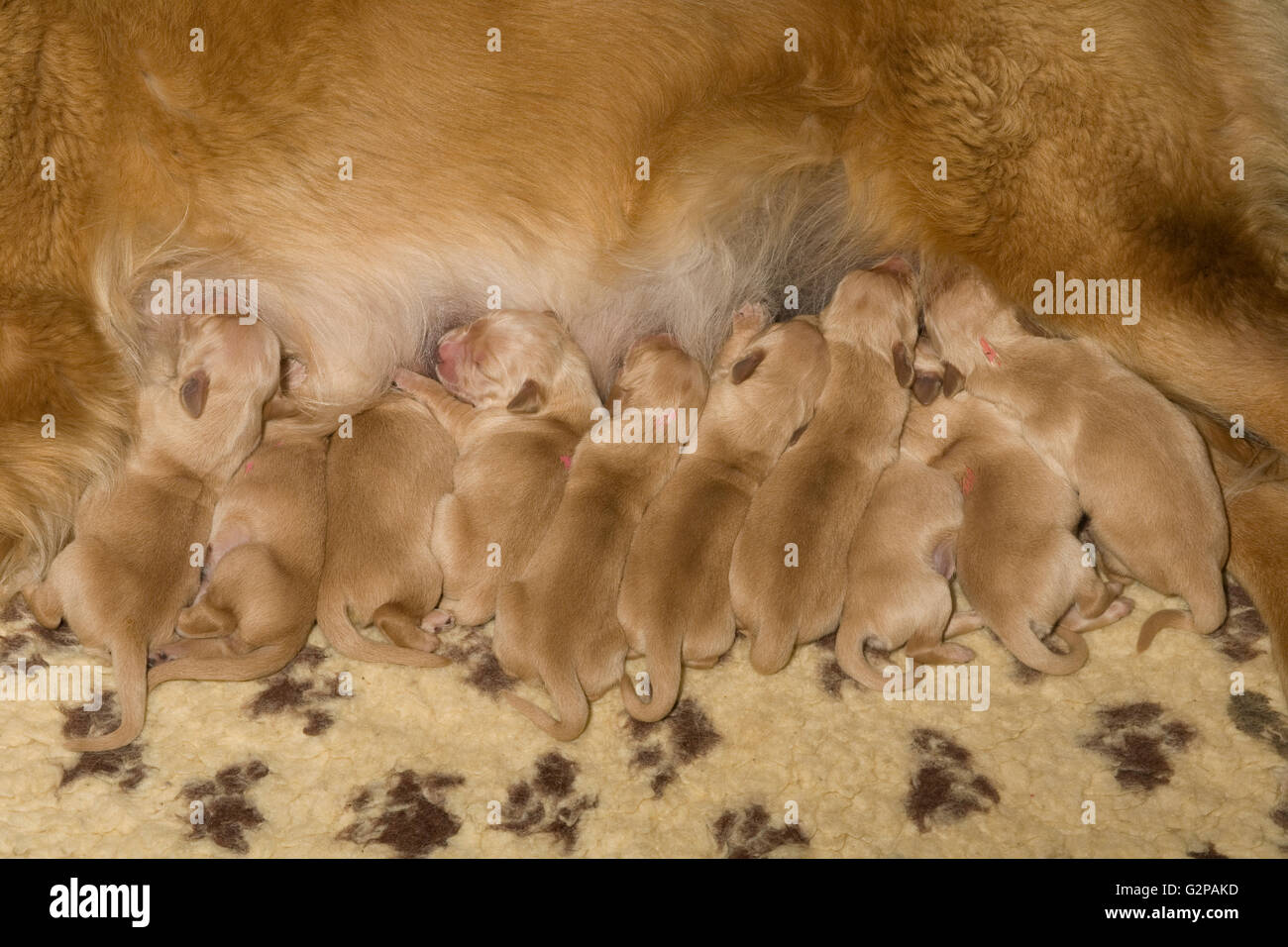 Reihe von sehr jungen Welpen säugen aus ihren Golden Retriever Mutter Stockfoto