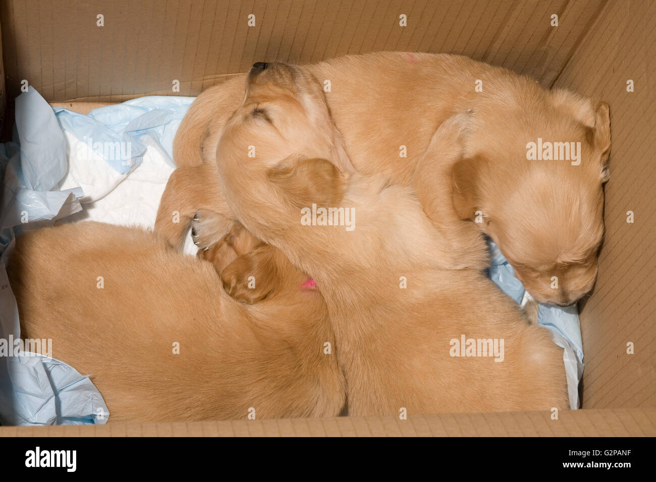 Golden Retriever Welpen vorübergehend Schlafen in Karton für mehr Komfort Stockfoto