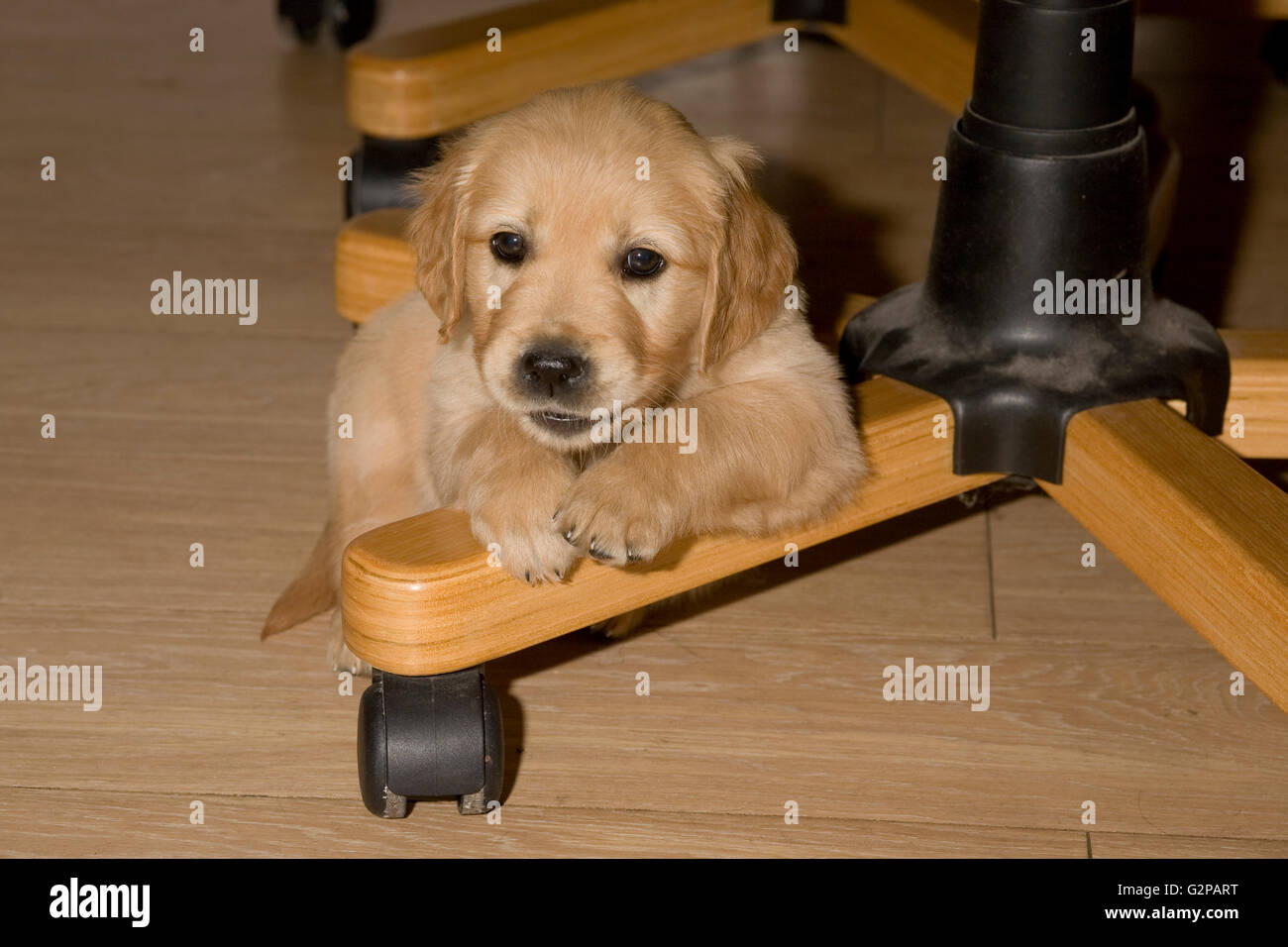 Golden Retriever Welpe in der Studie Büro auf drehstuhl auf Laminat Stockfoto