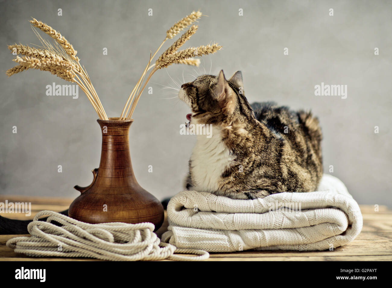 Porträt von eine dreifarbige Hauskatze entspannend auf Decke Stockfoto