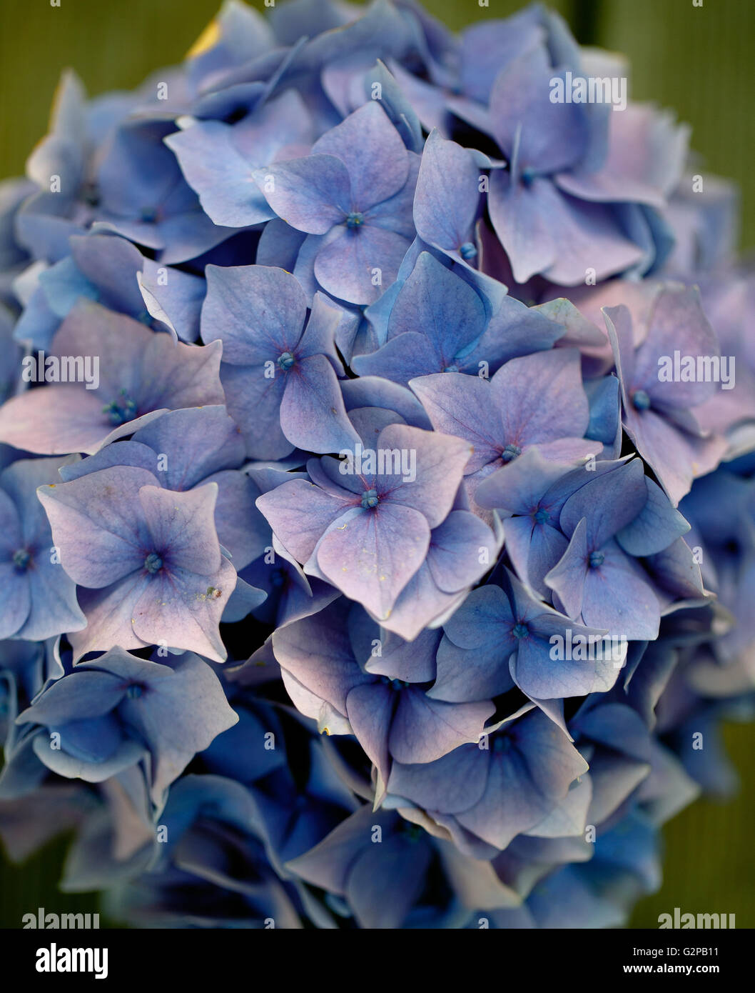 Stillleben mit blau Pastell farbigen Hortensia Blumen in Blechdose Stockfoto