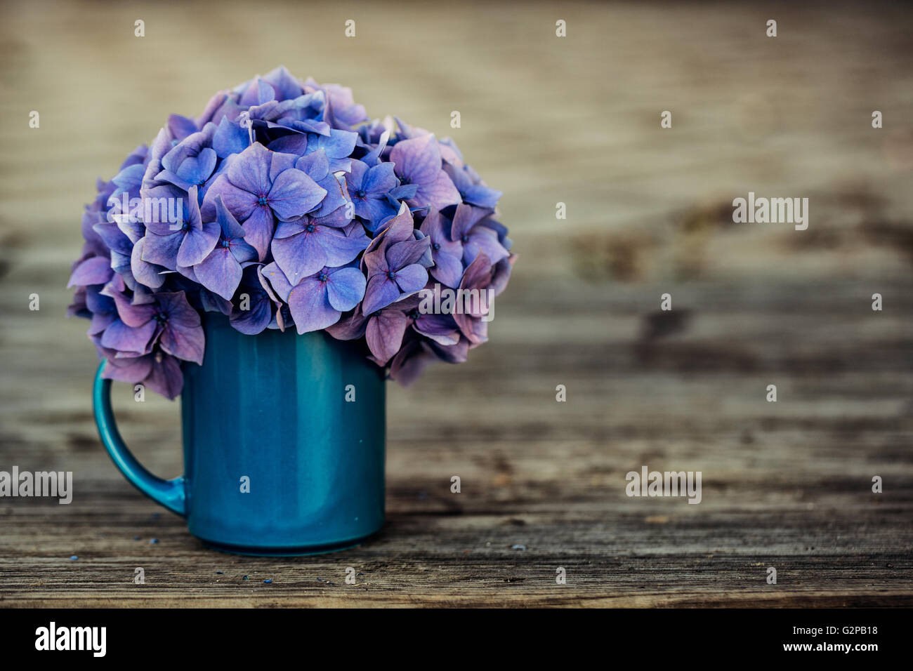 Stillleben mit blau Pastell farbigen Hortensia Blumen in Blechdose Stockfoto