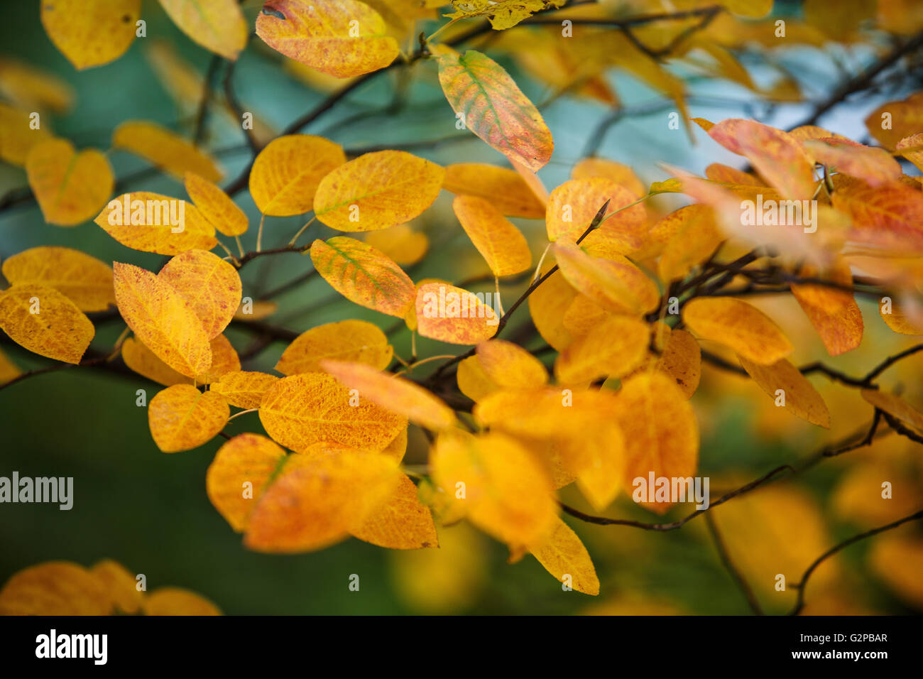 Filialen-breite bunte Laub im Herbst Wald Stockfoto