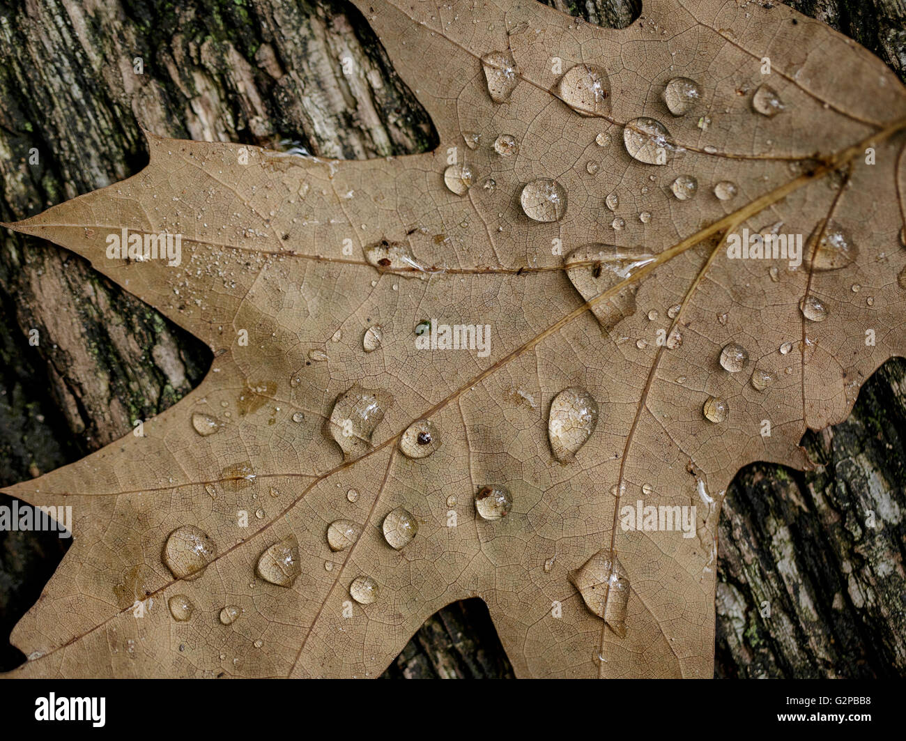 Braun Eiche Blatt im Herbst Wald mit Wassertropfen gefallen Stockfoto