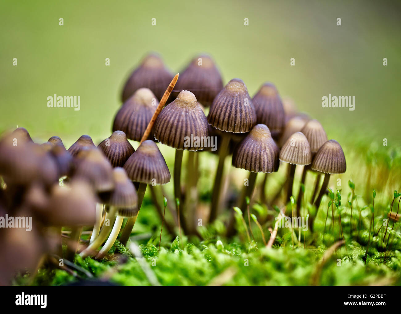 Pilze wachsen in den Wald im Herbst Stockfoto