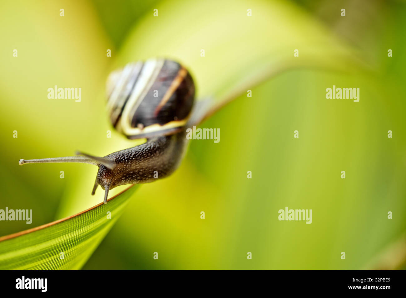 Schnecken garten Fotos und Bildmaterial in hoher Auflösung Alamy