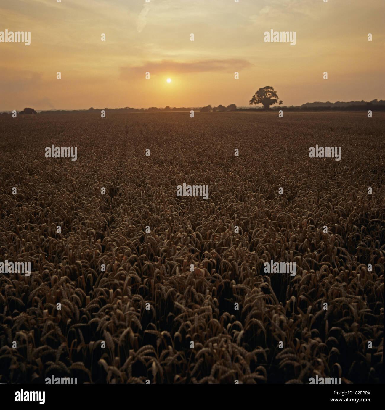 Warme orange Leuchten der Sonne einstellen über eine Reife Weizen-Getreide zur Erntezeit, Berkshire, August Stockfoto