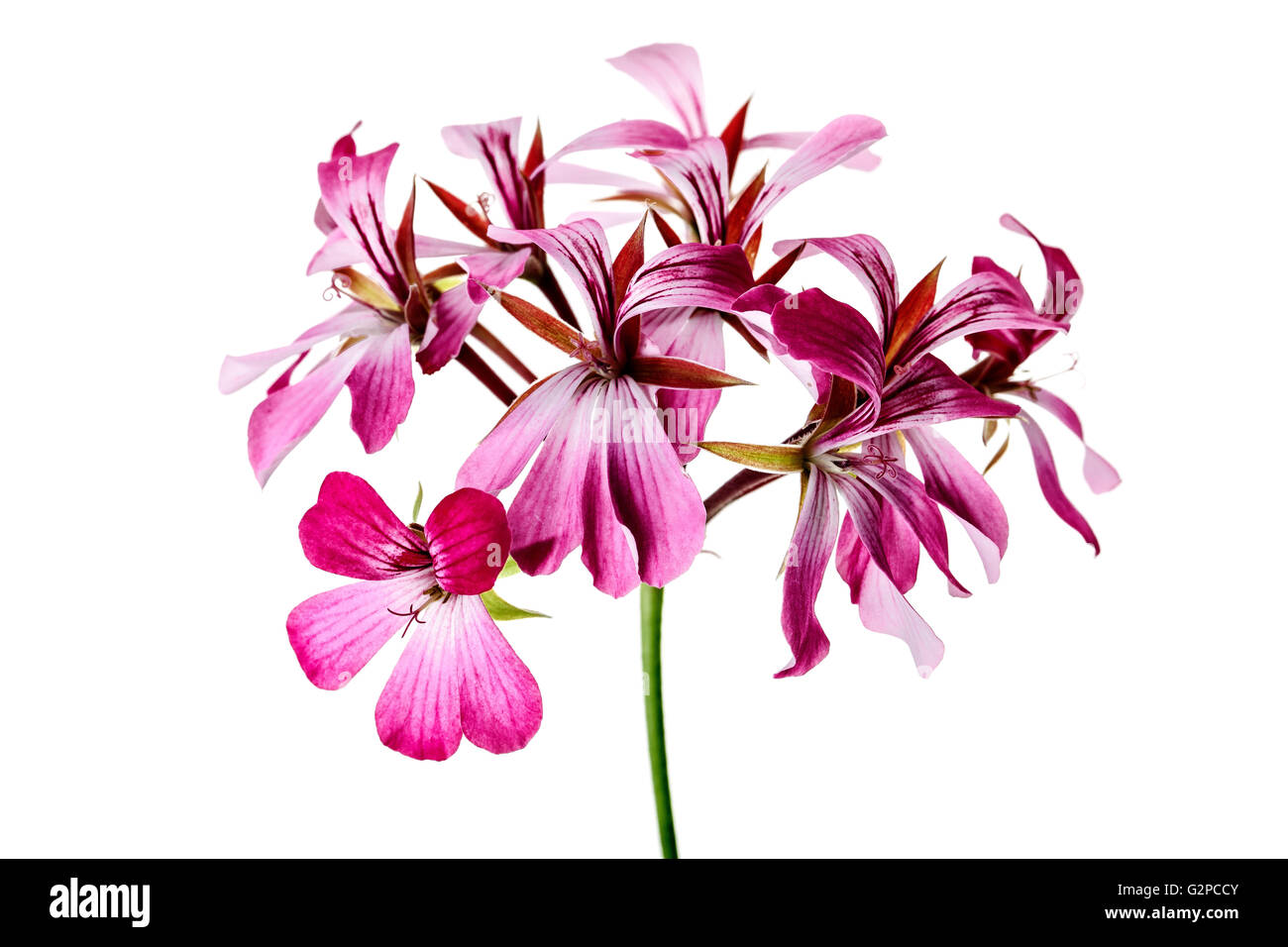 Leuchtende Geranien Blume Stockfoto