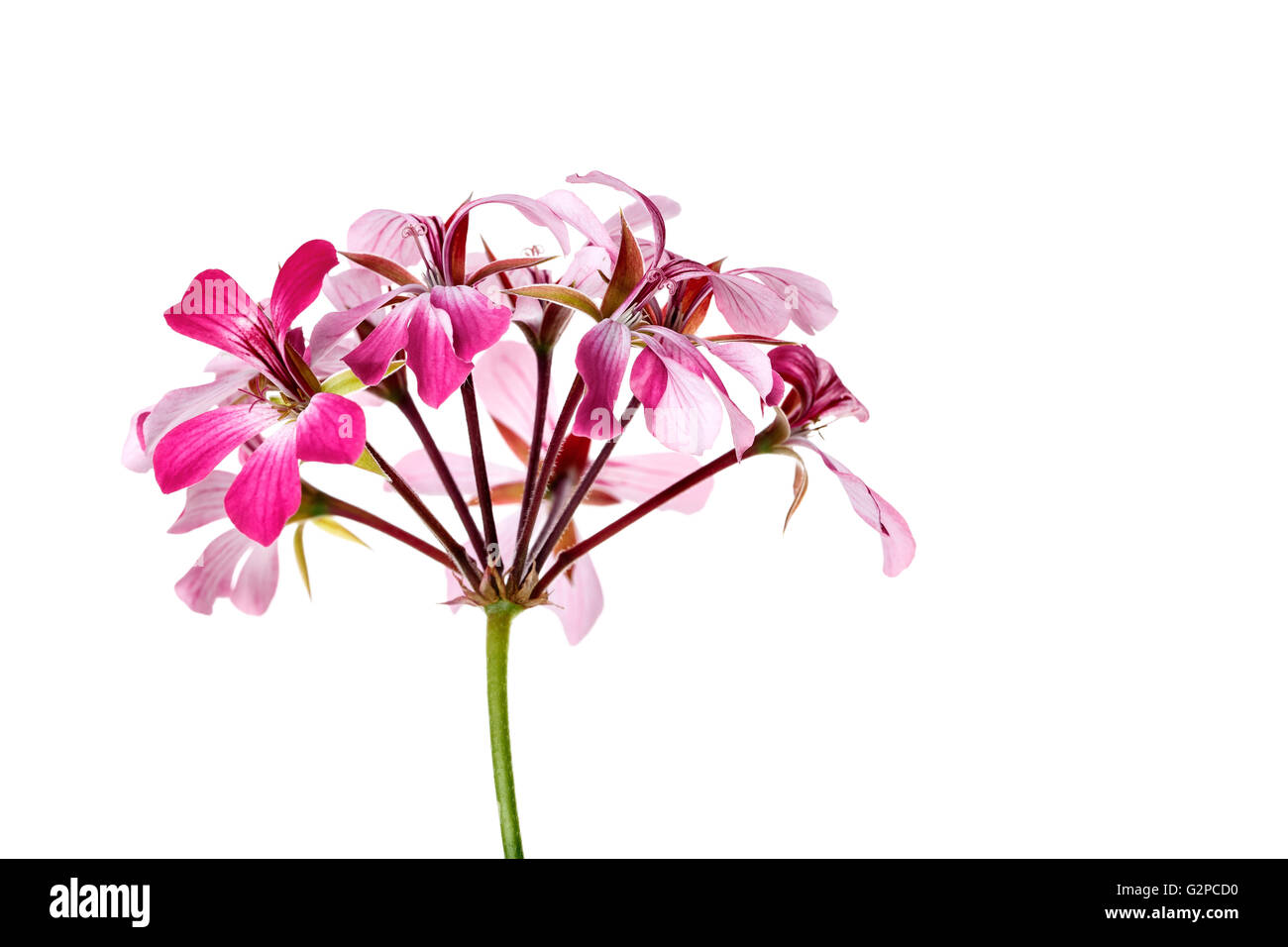 Leuchtende Geranien Blume Stockfoto