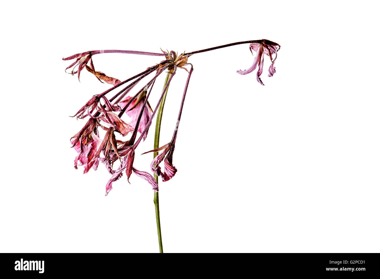 Tot und welk Geranie Blume Stockfoto