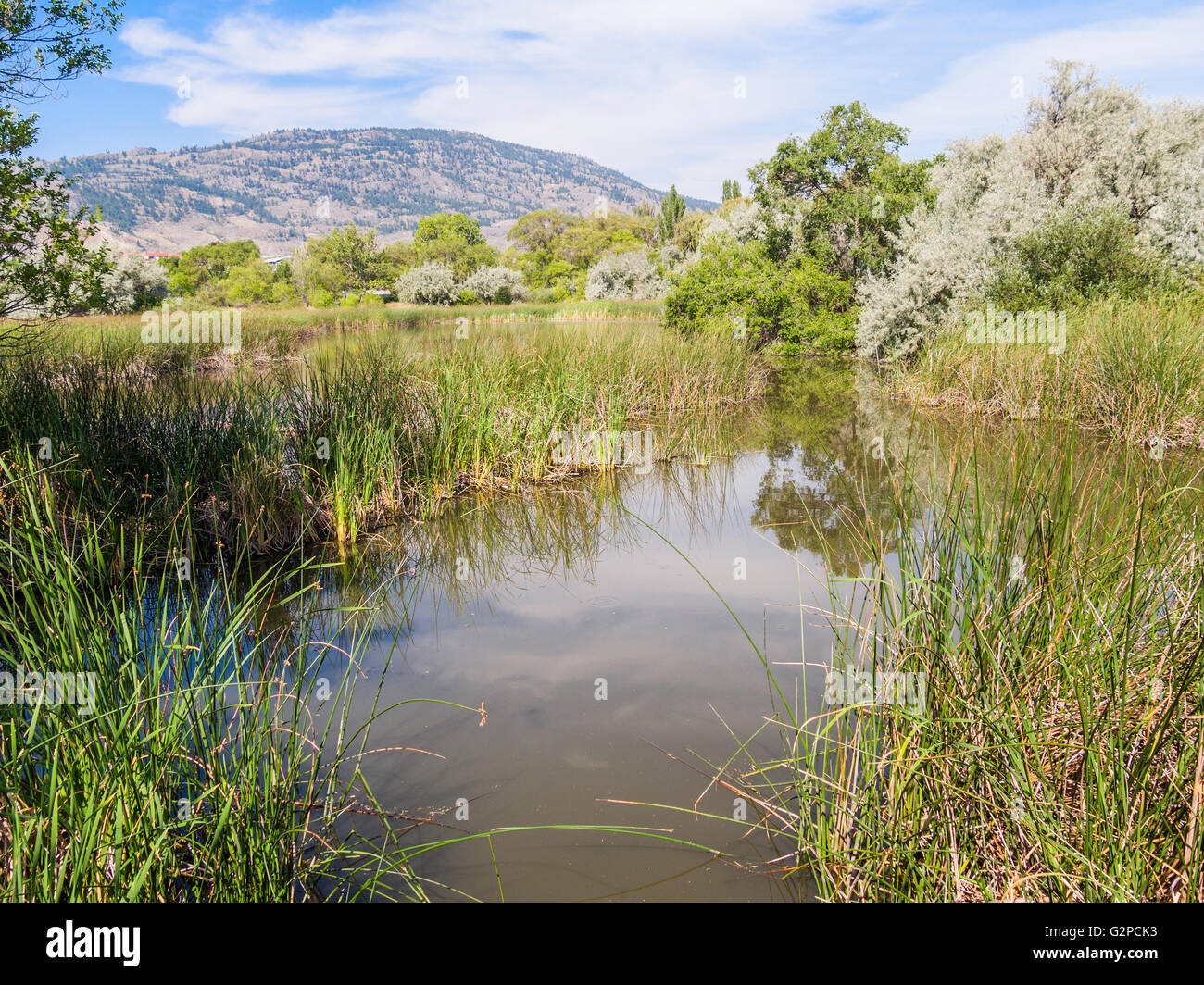 Marsh Ökosystem im Sẁiẁs Provincial Park, ehemals Haynes Point Provincial Park in der Nähe von Osoyoos, BC, Kanada. Stockfoto