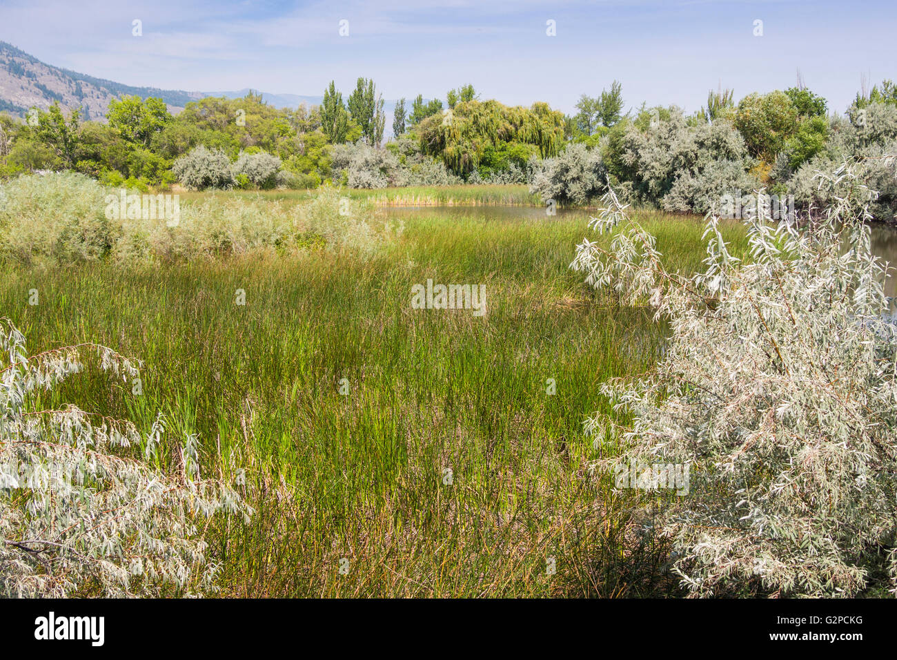 Marsh Ökosystem im Sẁiẁs Provincial Park, ehemals Haynes Point Provincial Park in der Nähe von Osoyoos, BC, Kanada. Stockfoto