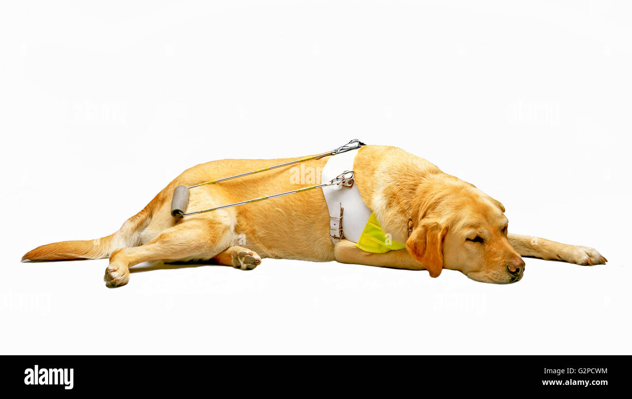 BLINDENHUND Guide Dogs for the Blind Stockfoto