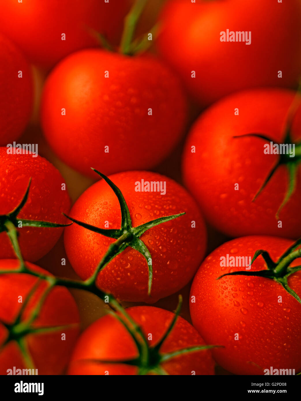 Tomaten auf strauchtomaten frisch gepflückt am Rebstock mit Feuchtigkeit Stockfoto
