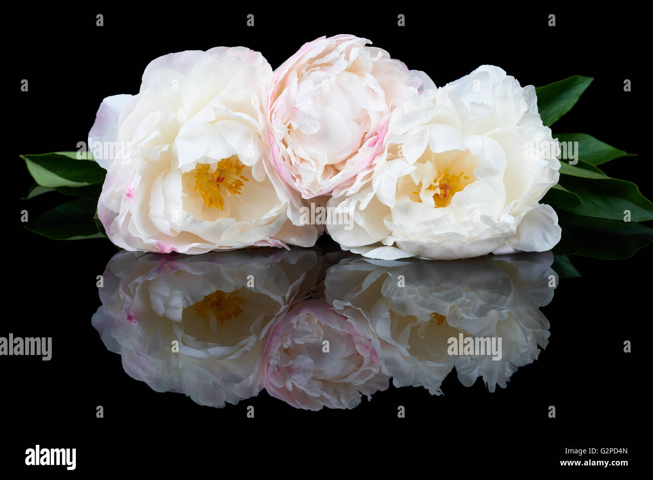 Bündel von drei weißen und rosa Pfingstrosen isoliert auf schwarzem Hintergrund reflektiert Stockfoto
