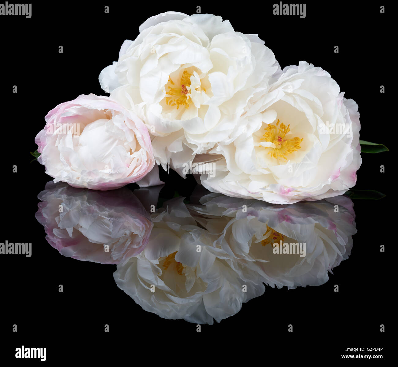 Bündel von drei weißen und rosa Pfingstrosen isoliert auf schwarzem Hintergrund reflektiert Stockfoto