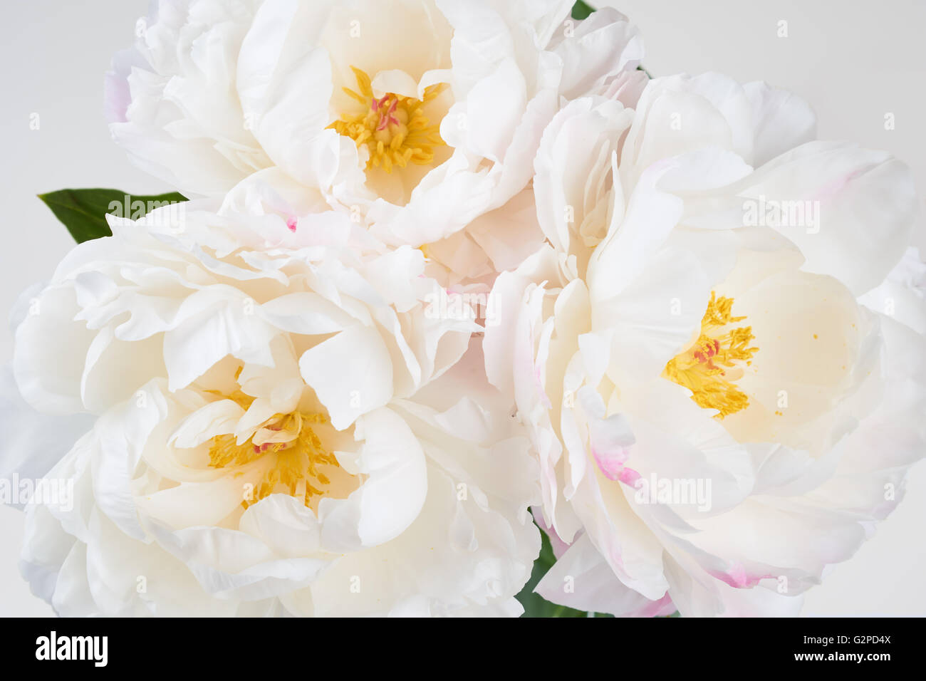 Reihe von weißen und rosa schöne Pfingstrosen als floraler Hintergrund Stockfoto