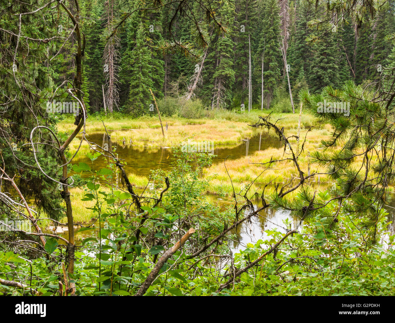 Beaver Pond, am Beaver Pond Trail, ein Rastplatz am Highway #3 im E. C. Manning Provincial Park, BC, Kanada Stockfoto