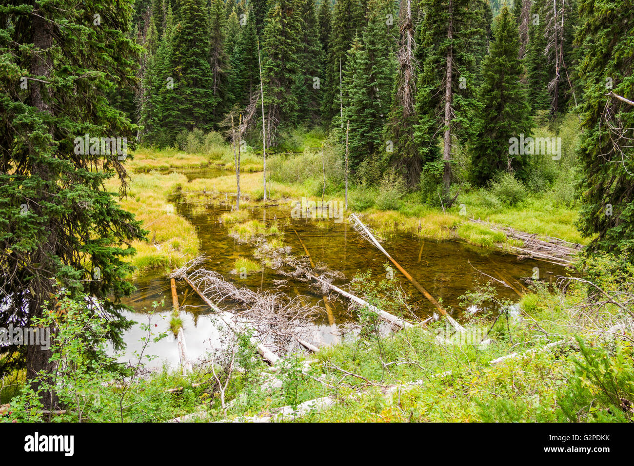 Beaver Pond, am Beaver Pond Trail, ein Rastplatz am Highway #3 im E. C. Manning Provincial Park, BC, Kanada Stockfoto