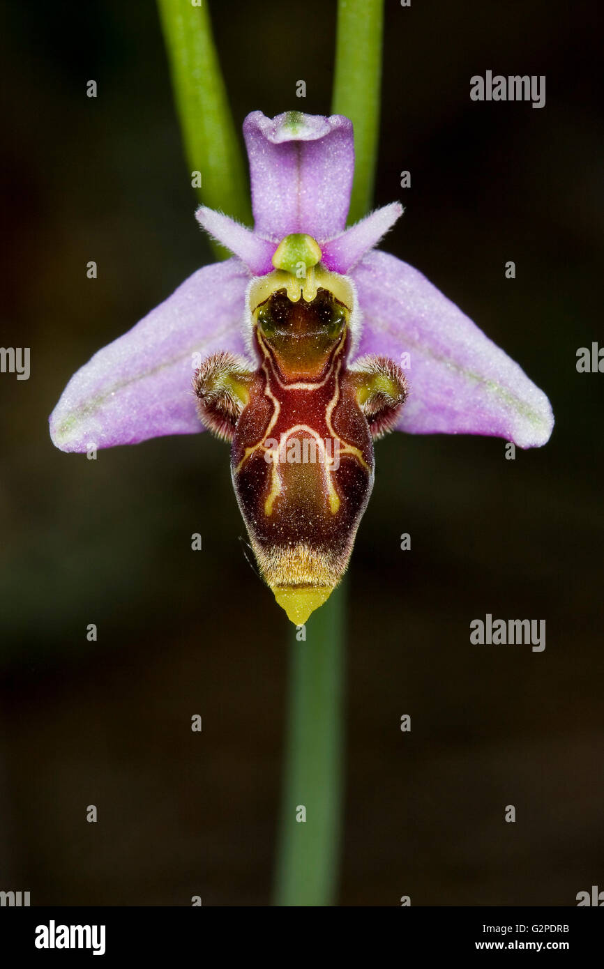 Ophrys Scolopax. Stockfoto