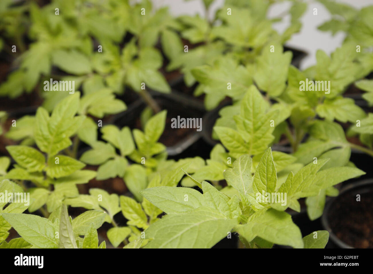 Bild der Tomate Sämlinge in Töpfe Solanum lycopersicum Stockfoto