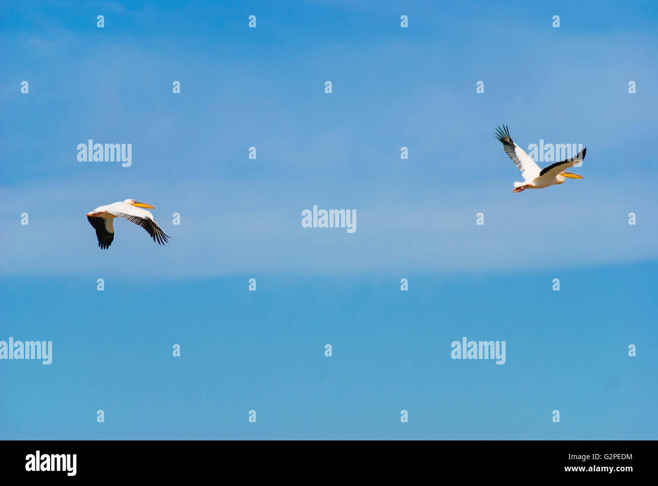 Weiße Pelikane (Pelecanus Onocrotalus) im Danube Delta, Rumänien, Dobrudscha, Dobrudscha, Dobrudscha, Crisan Stockfoto
