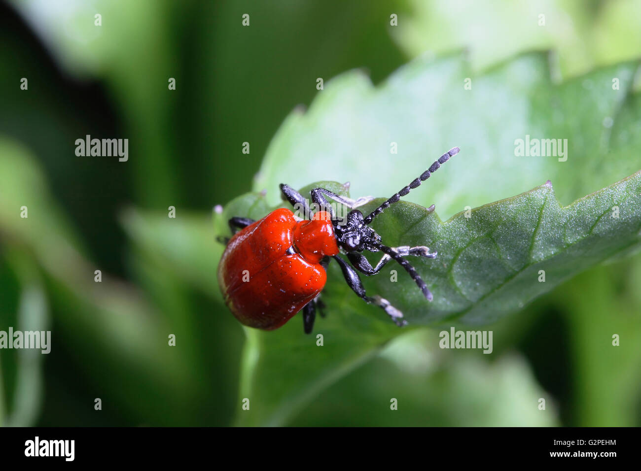 Insekten, Käfer, Scarlet Lily Käfer, Käfer Lilloceris Lilii, rote farbige Insekt auf dunkelgrünem Laub. Stockfoto